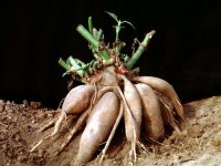 La poire de terre ou yacon : présentation, culture et bienfaits