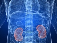 La polykystose rénale : une maladie génétique peu connue