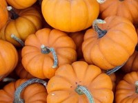 La pomarine : une étonnante citrouille miniature