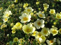 La potentille arbustive : 5 choses à savoir sur cet arbuste à floraison estivale