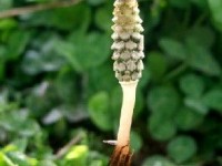 La prêle et ses utilisations en phytothérapie