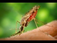 La prévention du paludisme : mesures et traitements