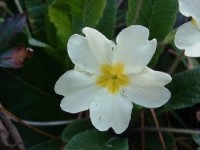 La primevère, fleur annonciatrice du printemps