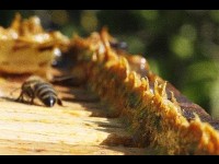 La propolis : un antibiotique naturel