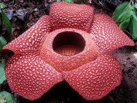 La rafflesia : la plus grande fleur du monde
