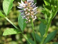 La réglisse : culture et utilisations