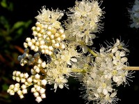 La reine-des-prés : une plante contre les rhumatismes