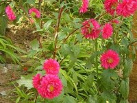 La reine marguerite : l'incontournable des massifs