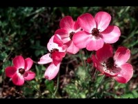 La renoncule : présentation et conseils de culture