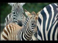 La réserve africaine de Sigean : un parc pour découvrir la faune sauvage 