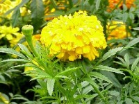 La rose d'Inde : une fleur simple à cultiver