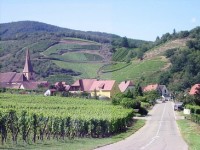 La route des vins d'Alsace : un itinéraire incontournable