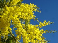 La route du mimosa : un itinéraire ensoleillé de Bormes à Grasse