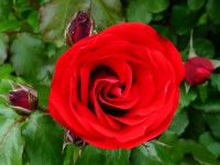 La Saint Valentin : histoire de la fête des amoureux