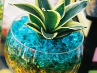 La sansevière : une plante facile à vivre