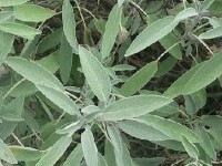 La sauge : une plante aromatique et décorative
