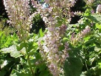 La sauge sclarée : présentation et propriétés