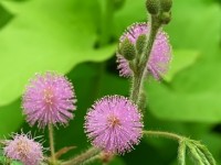La sensitive ou Mimosa pudica : présentation et entretien