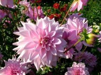 La Symphonie florale : une exposition florale dans le Haut de Cagnes