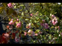 La symphorine : un arbuste décoratif pour les haies