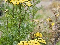 La tanaisie : culture et utilisations