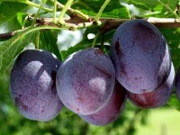 La tarte aux quetsches : une spécialité alsacienne