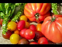 La tomate ananas : une variété à découvrir