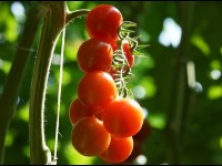 La tomate cerise : conseils de culture