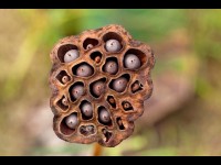 La trypophobie : cette peur insolite des petits trous