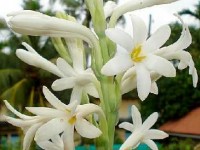 La tubéreuse : une fleur au parfum capiteux