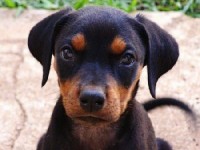 La vaccination du chien : conseils pratiques