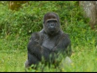 La Vallée des singes : des singes en liberté à Romagne