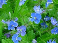 La véronique : une fleur facile à cultiver