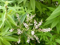 La verveine : une plante aromatique facile à cultiver