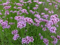 La verveine de Buenos Aires : 5 bonnes raisons de l'adopter au jardin