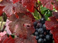 La vigne rouge : un remède naturel contre les problèmes circulatoires