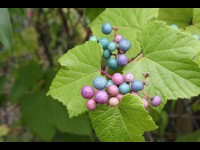 La vigne vierge à fruits bleus : une plante grimpante décorative
