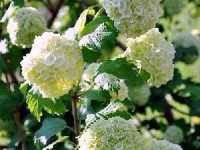 La viorne boule de neige : un arbuste très décoratif 