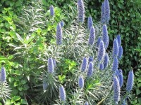 La vipérine de Madère ou Echium fastuosum : une belle plante méditerranéenne