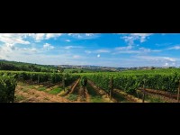 Languedoc : une région incontournable pour les vins et fruits de mer