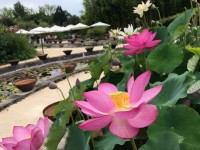 Latour-Marliac : le jardin des nénuphars dans le Lot-et-Garonne