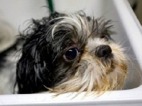 Laver son chien : guide pratique