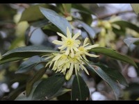 Le badianier de Chine : présentation et culture