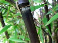 Le bambou noir : un végétal décoratif et original
