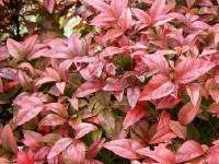 Le bambou sacré : un arbuste à l'allure japonisante