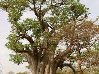 Le baobab : description, culture et utilisations