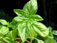 Le basilic : présentation et conseils de culture