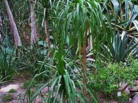 Le beaucarnéa : une plante verte incontournable