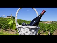 Le beaujolais nouveau, un vin au succès international