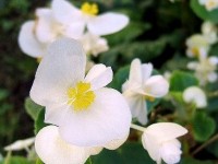 Le bégonia : présentation et entretien